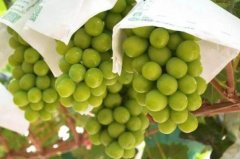 <b><font color='#FF0000'>最常见的十大葡萄品种，夏黑葡萄上榜，第四是中国名特优果品之一</font></b>