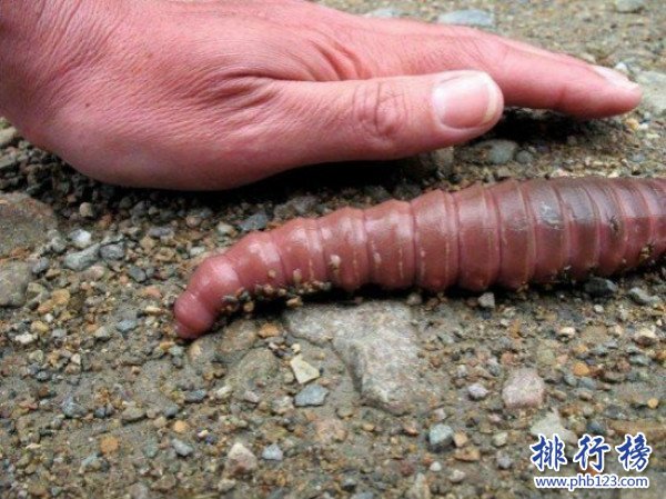 世界上最长的蚯蚓,澳大利亚巨型蚯蚓长达3米（也很脆弱）