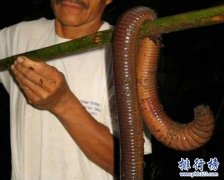 <b><font color='#333333'>世界上最长的蚯蚓,澳大利亚巨型蚯蚓长达3米（也很脆弱）</font></b>